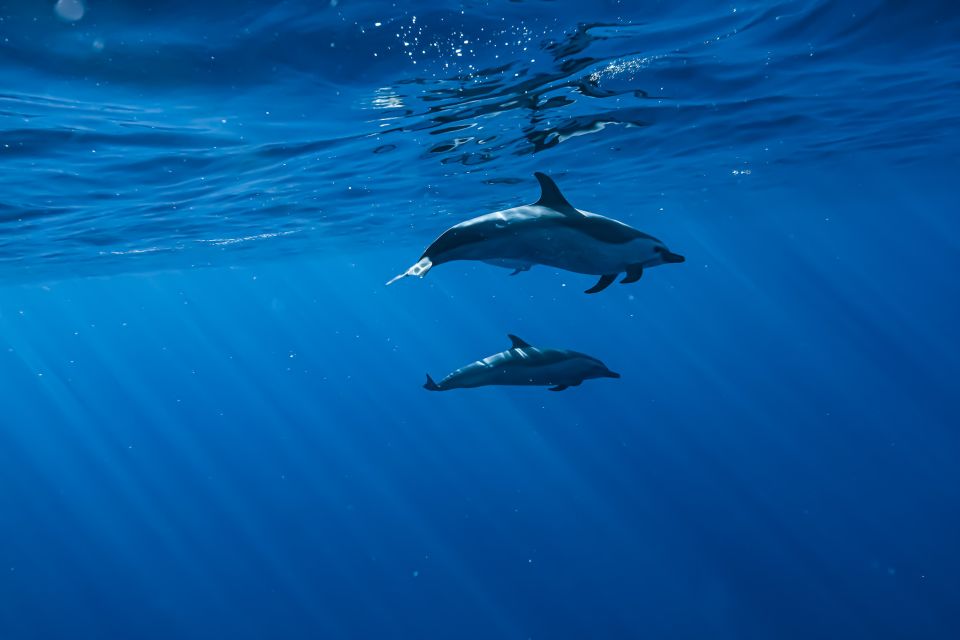 Oahu: Dolphin Swim and Snorkeling Speedboat Tour - Common questions