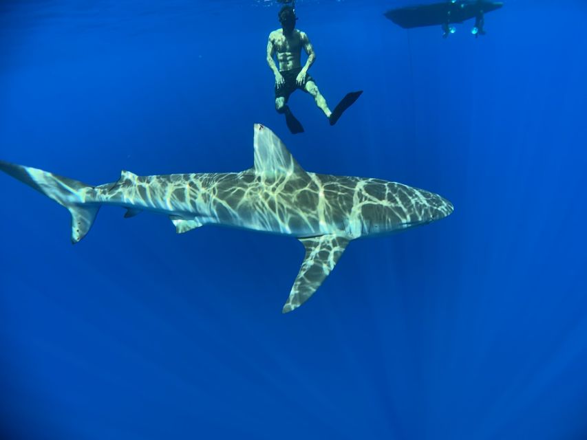 Oahu: North Shore Cageless Shark Snorkeling Tour - Final Words