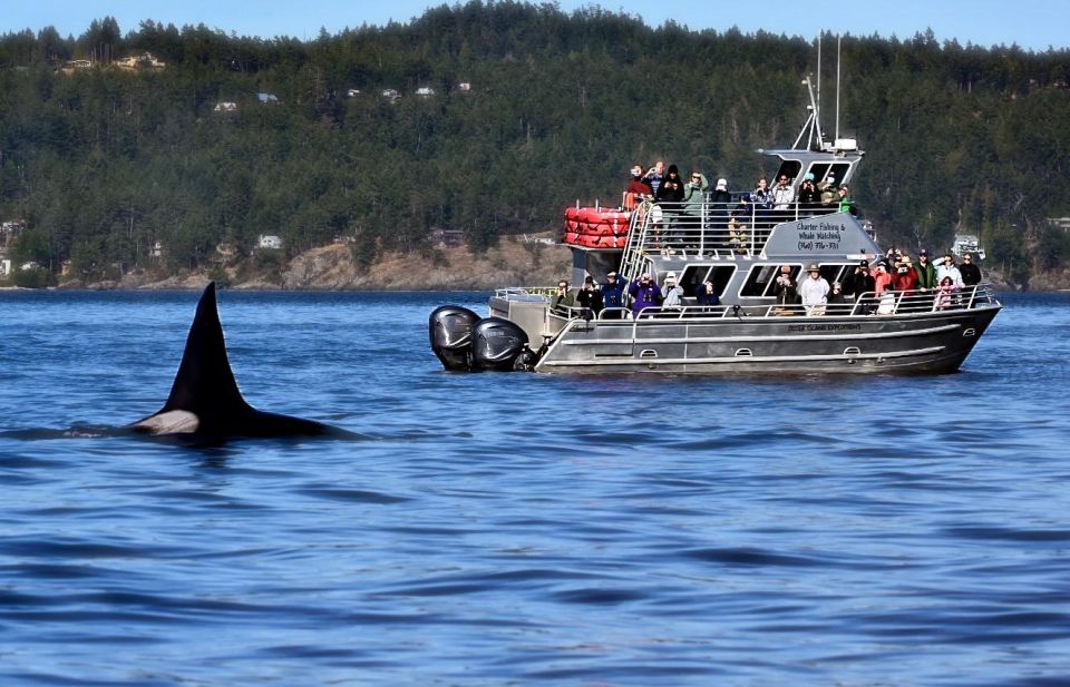 Orcas Island: Orca Whales Guaranteed Boat Tour - Orcas Encounter Details