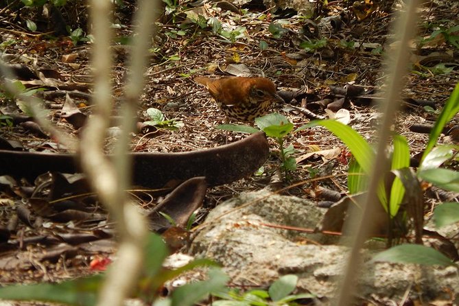 Private Tour: Birdwatching From Cancun - Educational Aspects