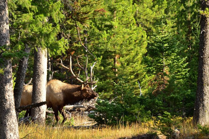 Private Yellowstone Wildlife Sightseeing Tour - Testimonials and Ratings