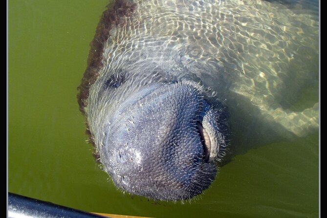 Small-Group Everglades Boating Kayaking and Walking Eco Tour - Final Words