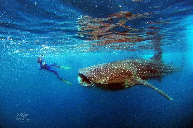 Small Group Whale Shark Snorkeling in La Paz BCS MX - Final Words