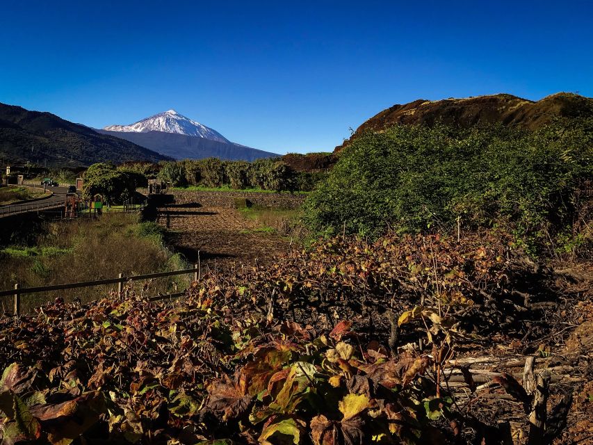 Tenerife Private Tour: Mount Teide Nature and Wine - Common questions