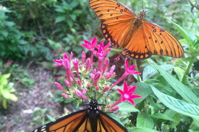 The Maui Butterfly Farm Tour! - Inclusions