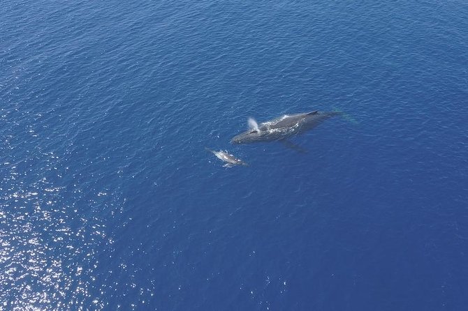 Whale Watching Tours in Bora Bora - Customer Support