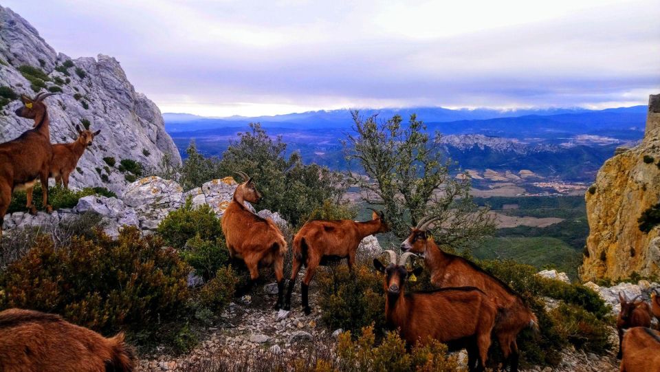 Wild Alps, Verdon Canyon, Moustiers Village, Lavender Fields - Directions