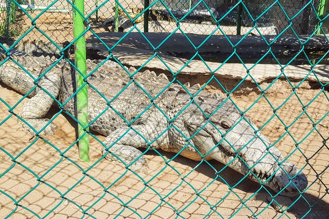 Acapulco Beach Horseback Riding Tour With Baby Turtle Release - Directions and Important Reminders