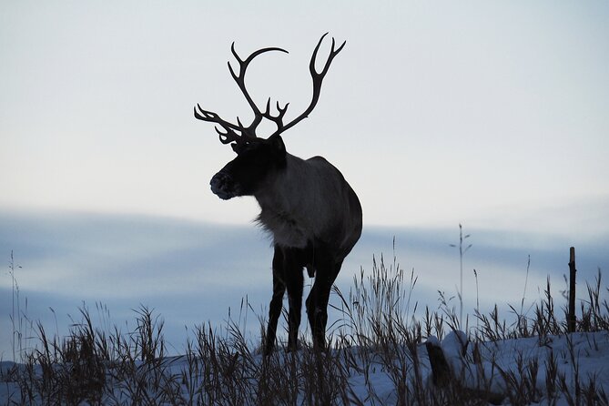 Arctic Day: Yukon Wildlife Half Day Viewing Tour - Final Words