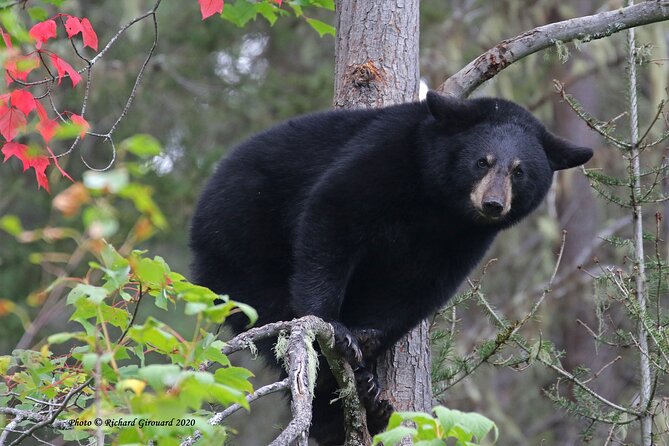 BLACK BEAR VIEWING AND WALKING AT OUTDOOR CTRS CANYON - Saguenay Guided Tours - Summary and Highlights