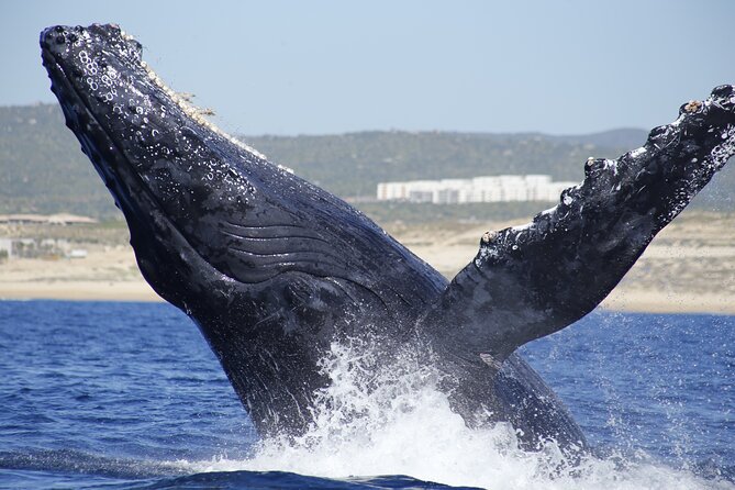 Family BEST Whale Watching Tour - Final Words