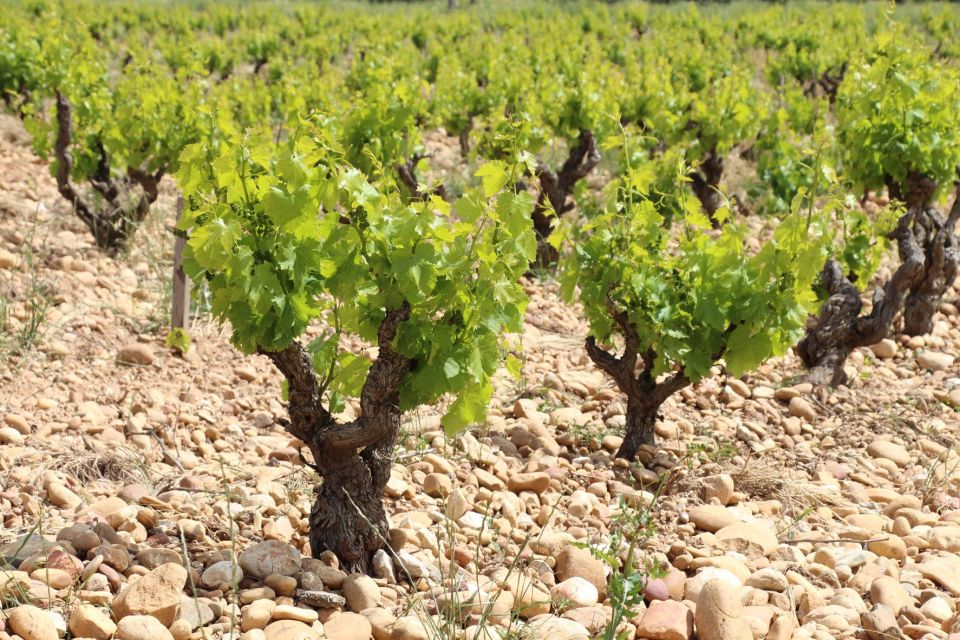 From Aix-En-Provence: Châteauneuf Du Pape Wineries Day Trip - Common questions
