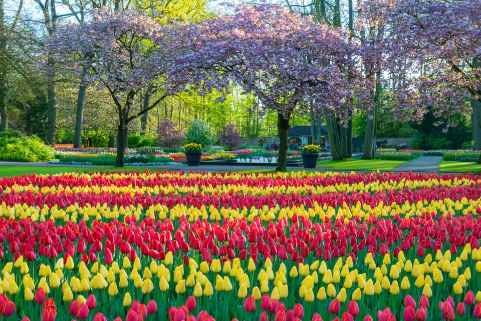 From Amsterdam: Keukenhof Flower Park Transfer With Ticket - Important Information