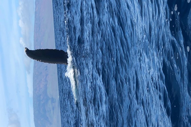 Lahaina Small-Vessel Whale-Watching Experience  - Maui - Final Words
