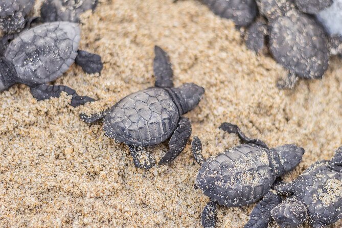 Los Cabos Turtle Release Conservation Program - Role of Community in Turtle Conservation