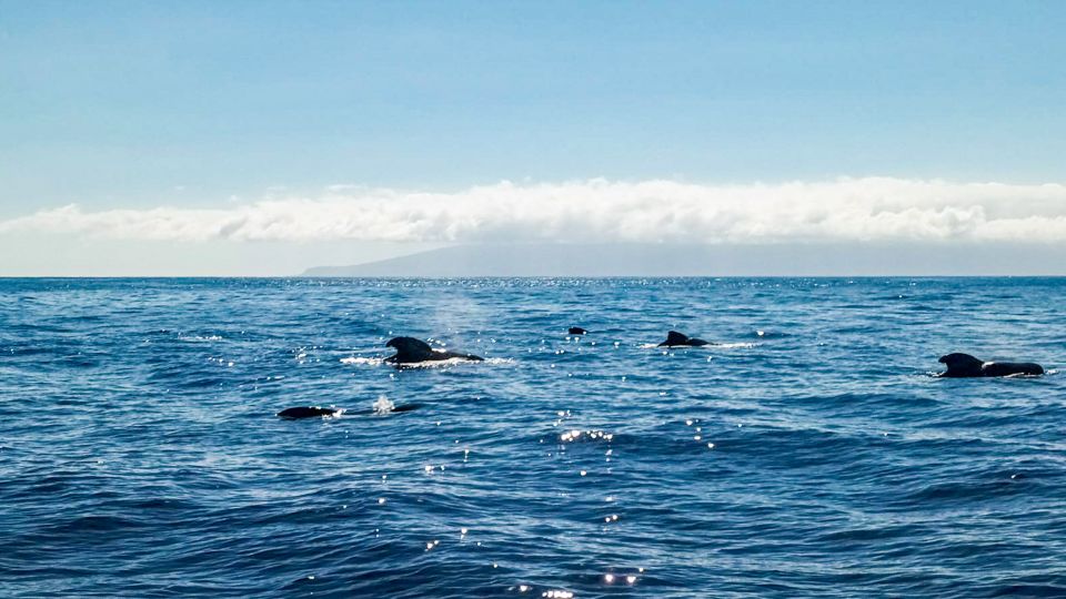 Los Gigantes: Whales and Dolphin Watching Cruise With Lunch - Logistics and Meeting Point