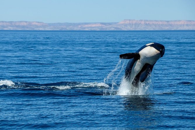 Luxury Catamaran Whale Watching Cabo San Lucas - Contacting Viator Help Center