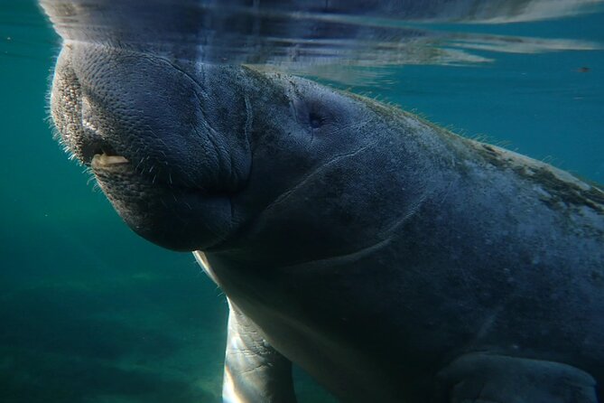 Morning Swim and Snorkel With Manatees-Guided Crystal River Tour - Final Thoughts