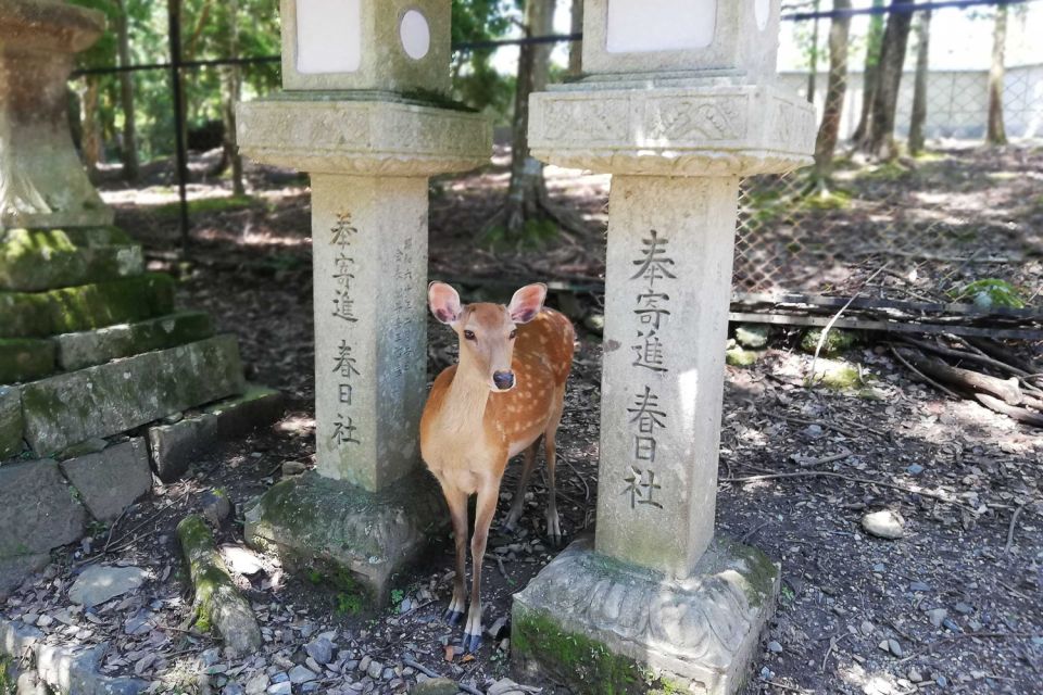 Nara: Half-Day UNESCO Heritage & Local Culture Walking Tour - Final Words