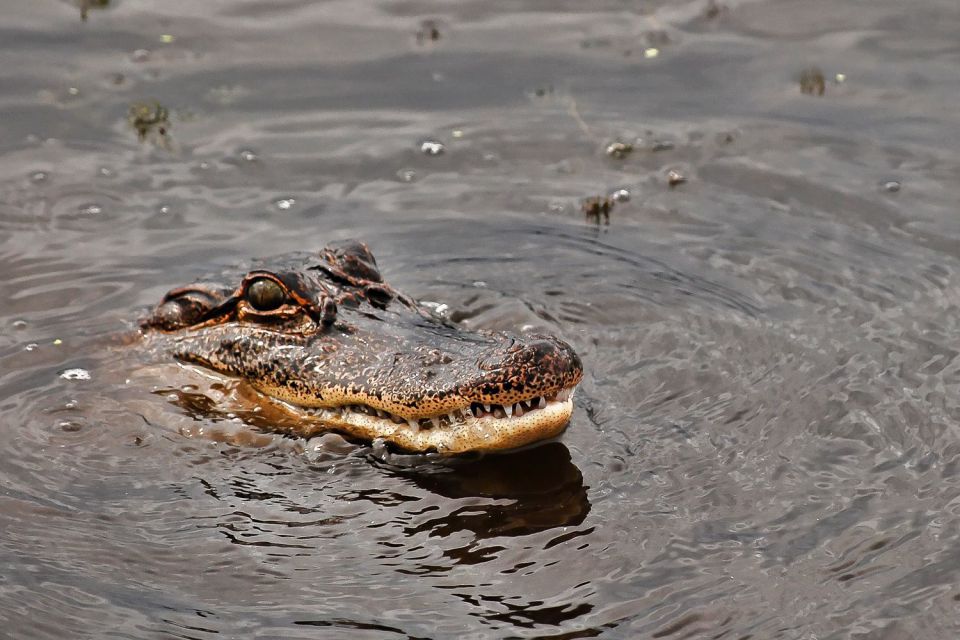 New Orleans: Destrehan Plantation & Airboat Combo Tour - Final Words