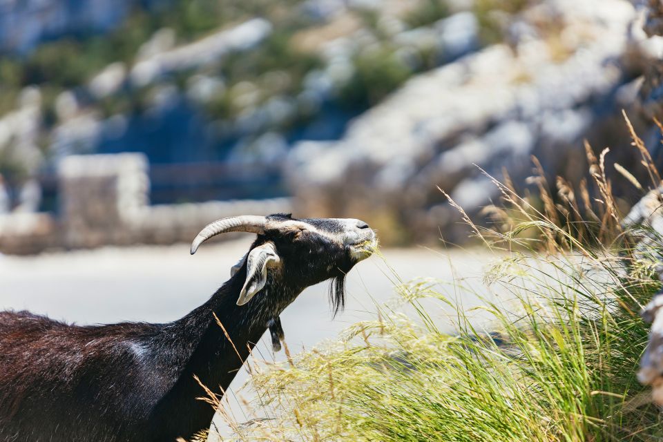 Nice: Gorges of Verdon and Fields of Lavender Tour - Final Words