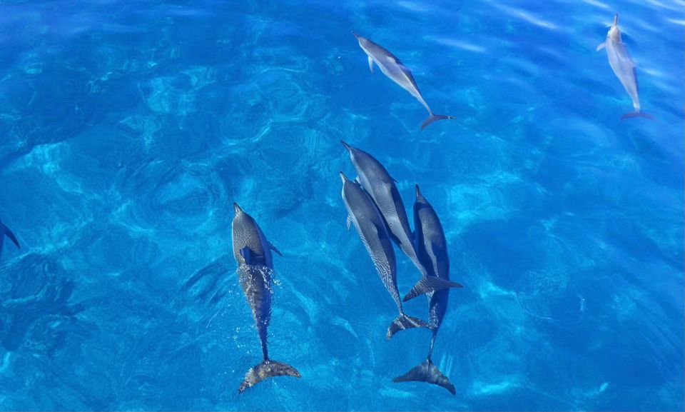 Oahu: Dolphin Swim and Snorkeling Speedboat Tour - Final Words