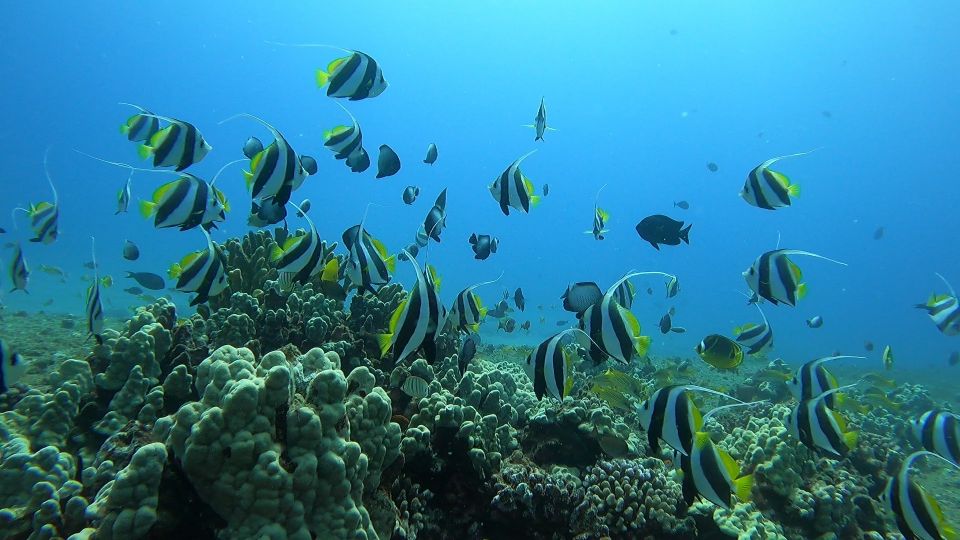 Oahu: Try Scuba Diving From Shore - Common questions