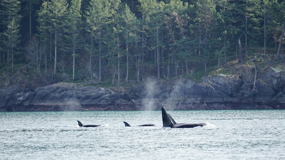 Orcas Island: Orca Whales Guaranteed Boat Tour - Tour Title and Availability