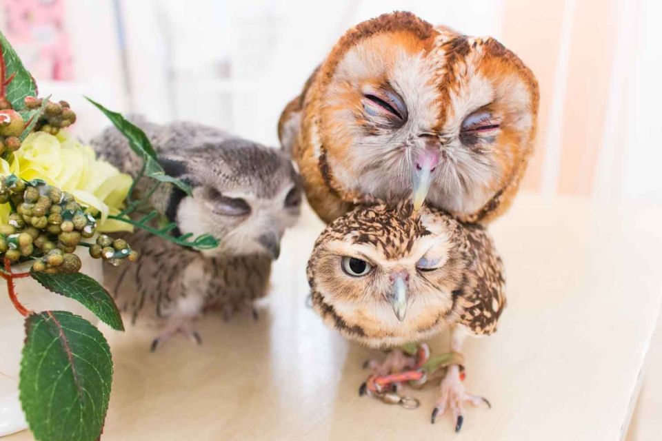 Owl Cafe Tokyo Akiba Fukurou - Location and Address Details