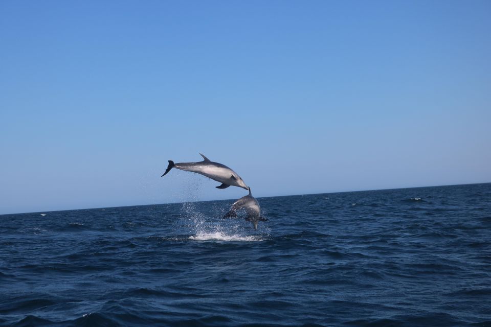 Portimão: Dolphins and Marine Life Boat Tour With Biologist - Meeting Point, Attire, and Cancellation Policy