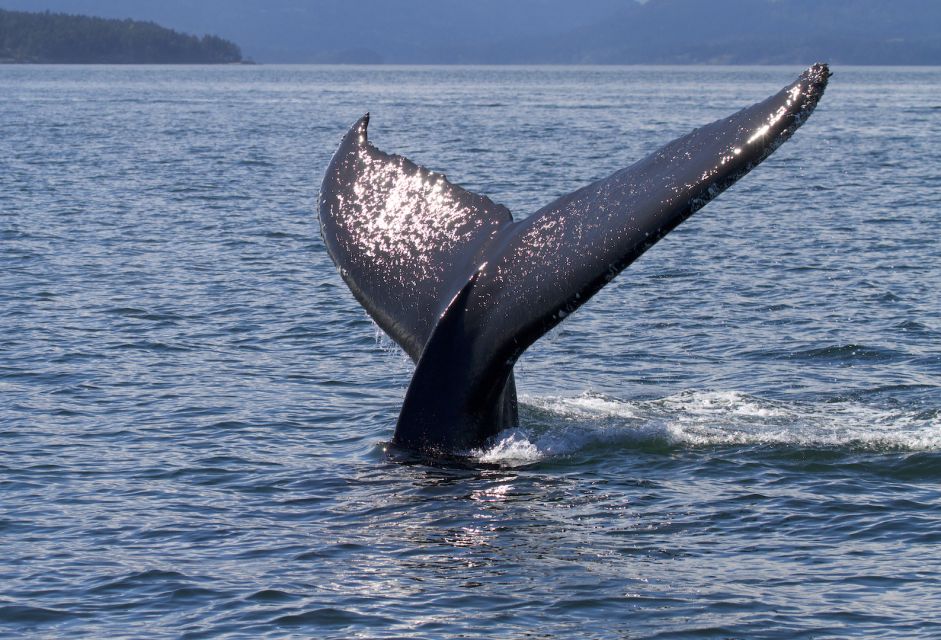 Private Charter - Marine Life and Whale-Watching Boat Tour - Customer Reviews