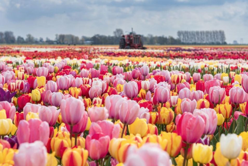 Private Tour to Tulips, Keukenhof, Windmills & Cheese Farm - Cheese Farm Visit