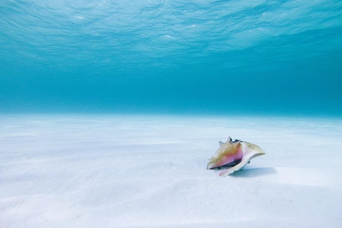 Puerto Morelos Catamaran Secret Sandbar Sail With Lunch and Drinks - Common questions