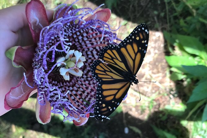 The Maui Butterfly Farm Tour! - Meeting and Pickup Information