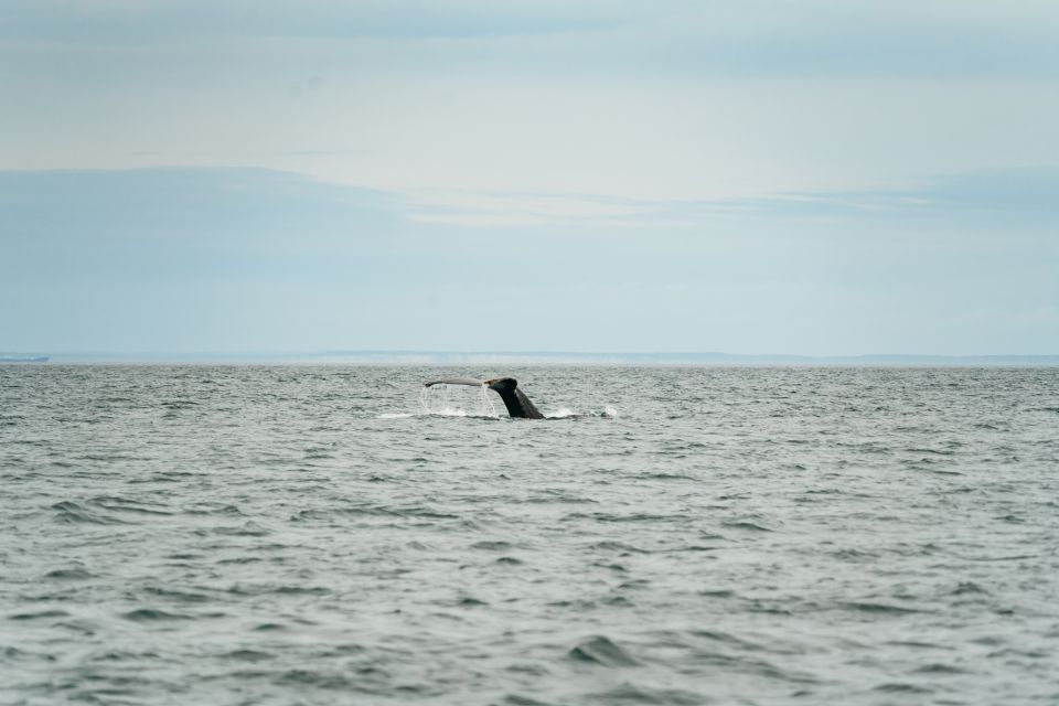 Victoria: 3-Hour Whale Watching Tour in a Zodiac Boat - Pricing Information