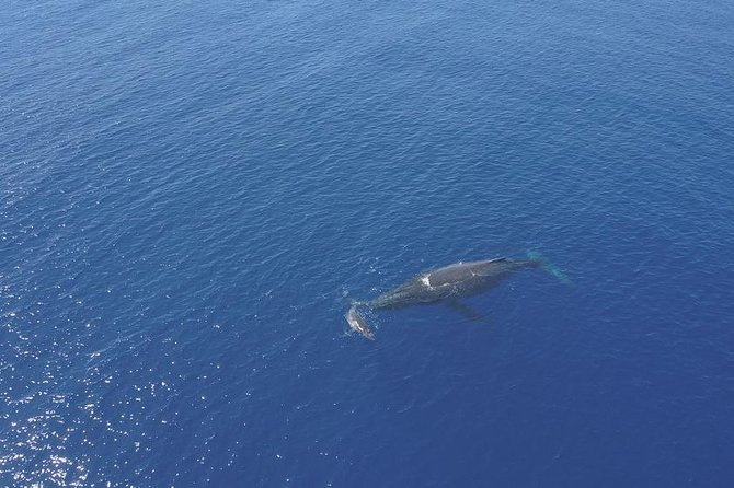 Whale Watching Tours in Bora Bora - Directions