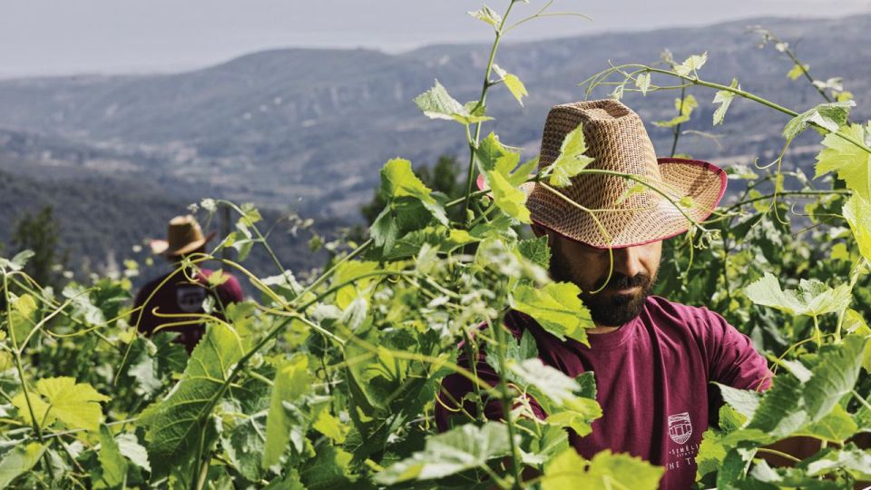 Wine Tasting Tour in Nemea and Visit Tour in Nafplio - Common questions