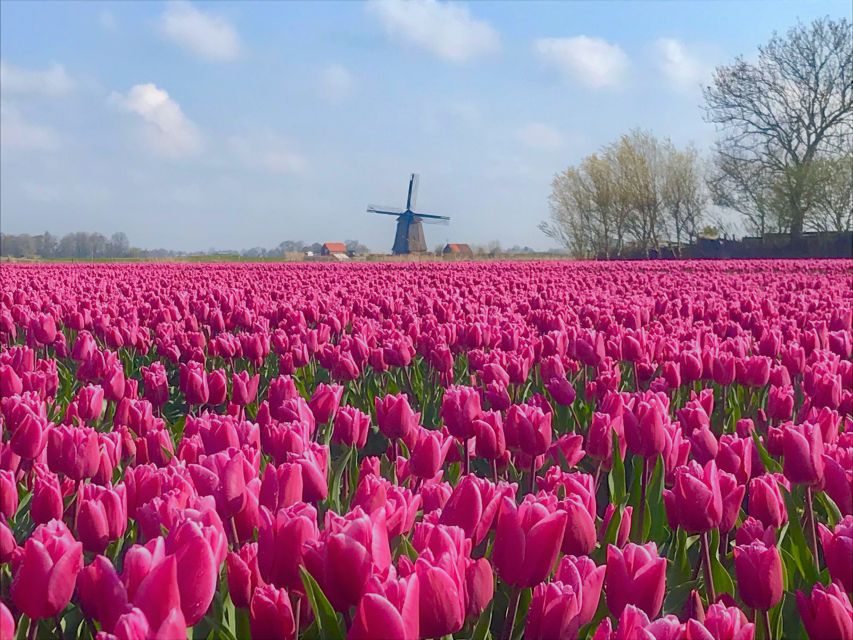 Alkmaar: Tulip and Spring Flower Fields Bike Tour - Final Words