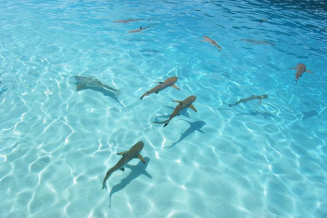 Bora Bora Eco Snorkel Cruise Including Snorkeling With Sharks and Stingrays - Equipment Recommendations
