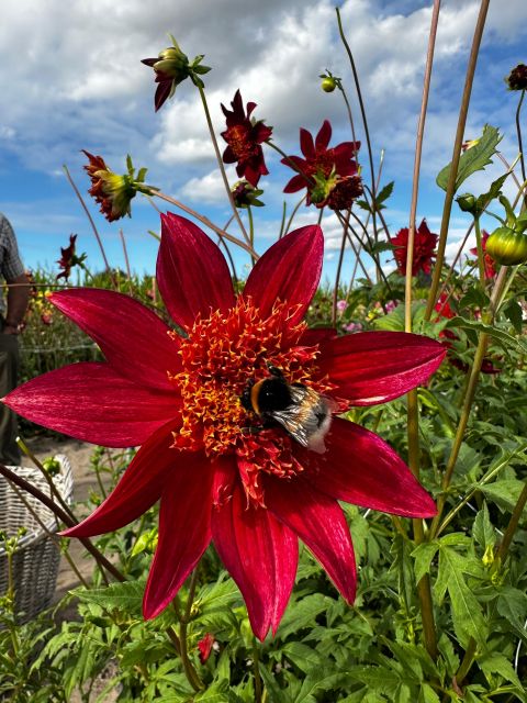 Bulb Region: Dahlias and Mills Bicycle Tour - Cycling Requirements and Price