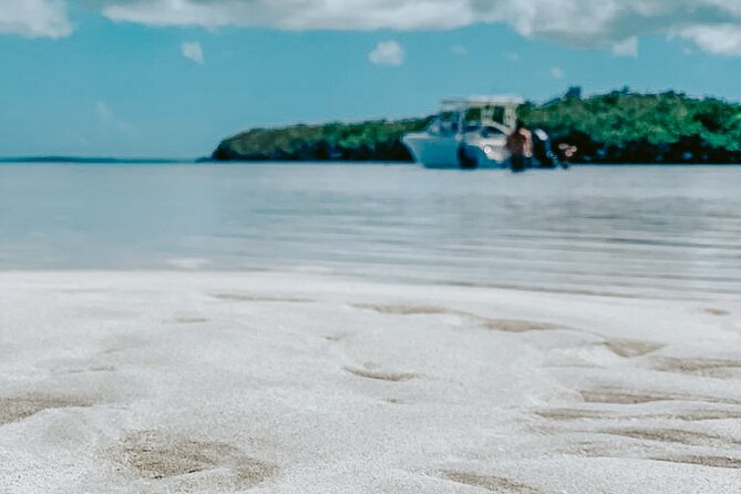 Dolphin Watching & Snorkeling - Environmental Awareness