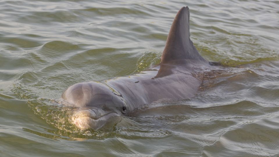 Hilton Head: Calibogue Sound Private Dolphin Boat Charter - Common questions