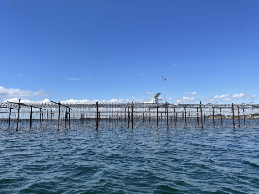 Montpellier: Boat Trip Day, Oysters and Wine - Organic Wine Estate Tour