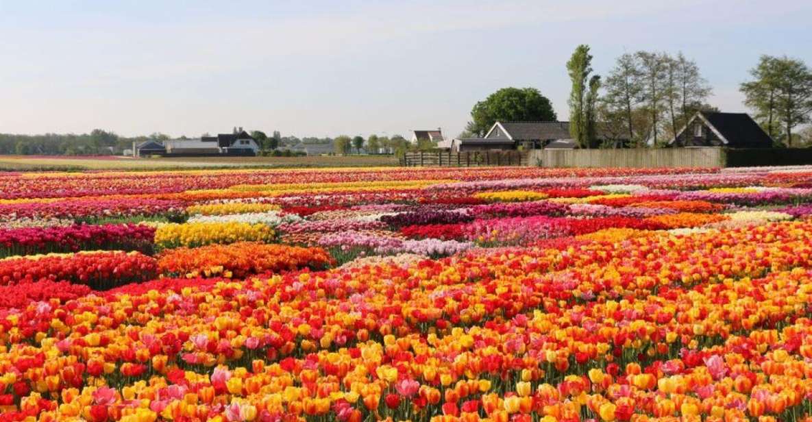 Private Tour to Tulips, Keukenhof, Windmills & Cheese Farm - Common questions