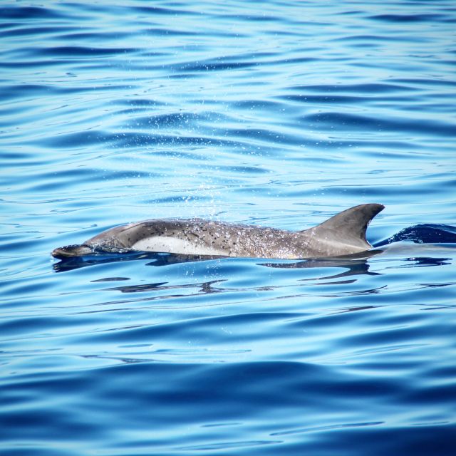 Puerto Colon : Whale & Dolphins Sailing Excursion - Final Words