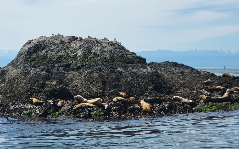 Seattle: Whidbey Island Deception Pass + Winter Birding Trip - Final Words