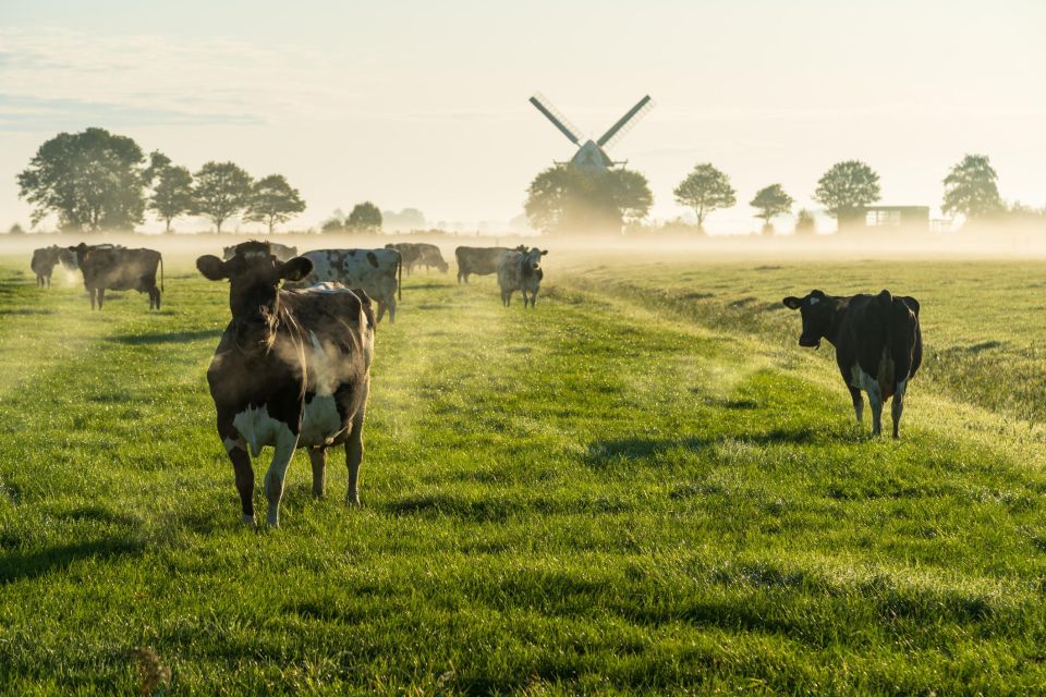 Groningen: Walking Tour With Audio Guide on App - Final Words