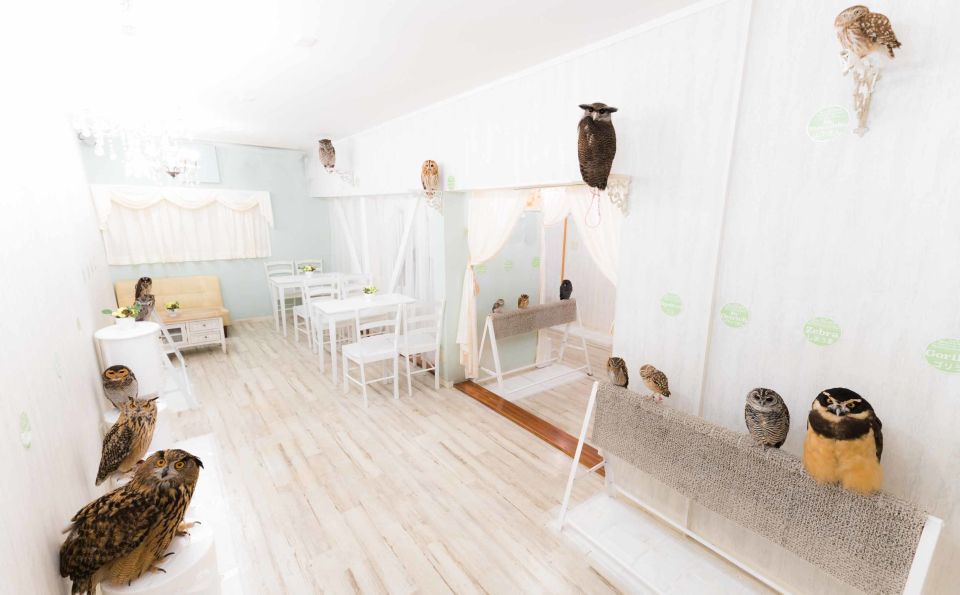 Owl Cafe Tokyo Akiba Fukurou - Common questions