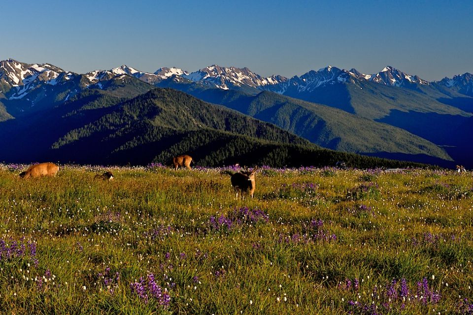 Seattle: Olympic National Park Small-Group Tour - Final Words