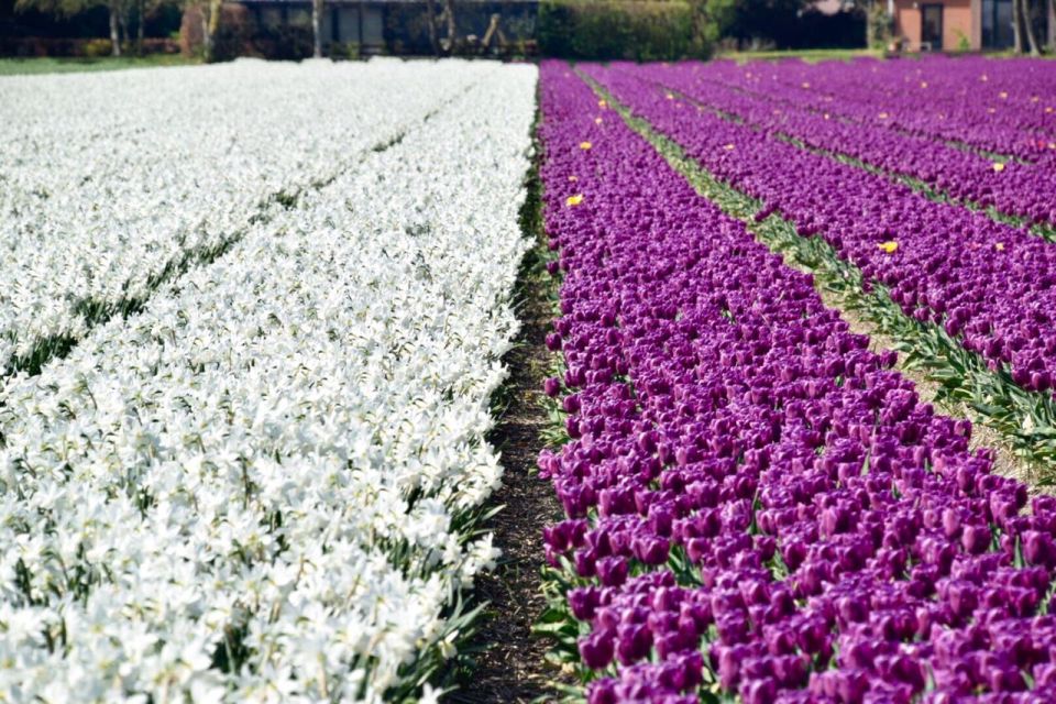Alkmaar: Tulip and Spring Flower Fields Bike Tour - Key Points